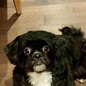 Meet your Posher, Josie